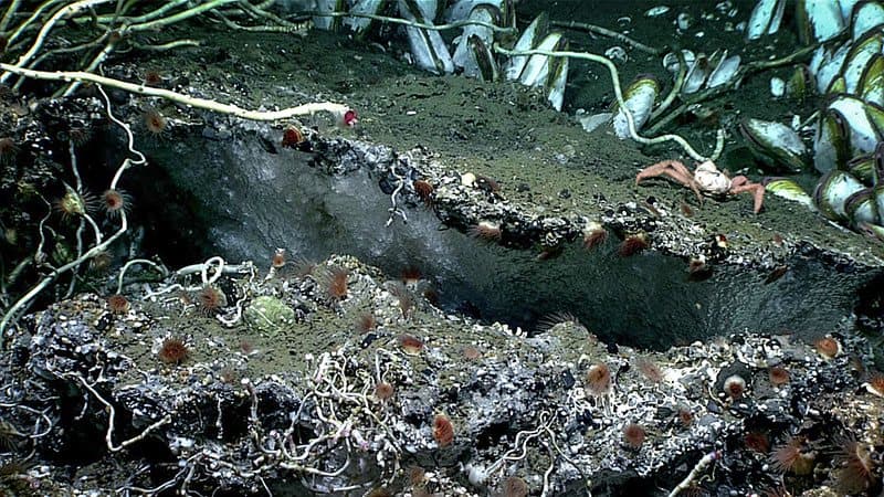 A metre-wide mass of white ice-like methane hydrate beneath a carbonate ledge, surrounded by tubeworms, anemones and mussels