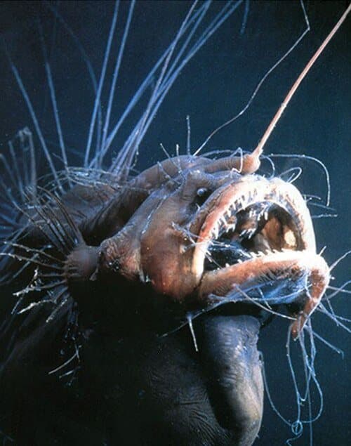 A deep-sea anglerfish with long filaments and an open mouth, photographed against black water