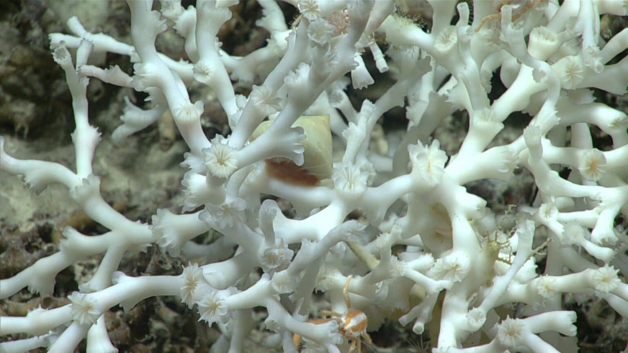 A dense colony of white cold-water coral under vehicle lighting, small crustaceans sheltering between its branches