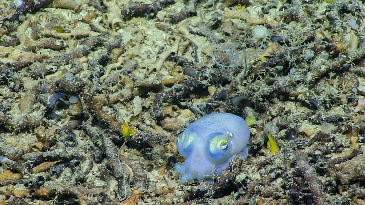 A small pale blue octopus resting on a seafloor of dead coral rubble
