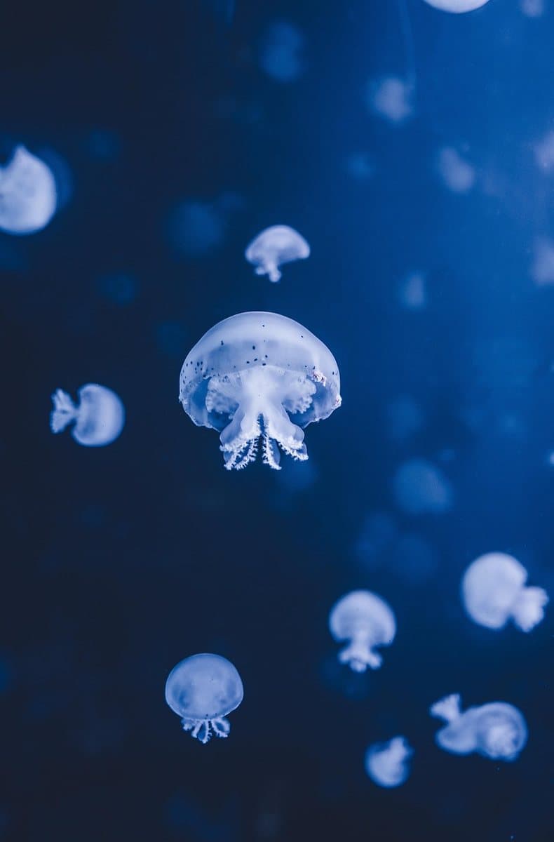 Several small translucent jellyfish suspended in open blue water