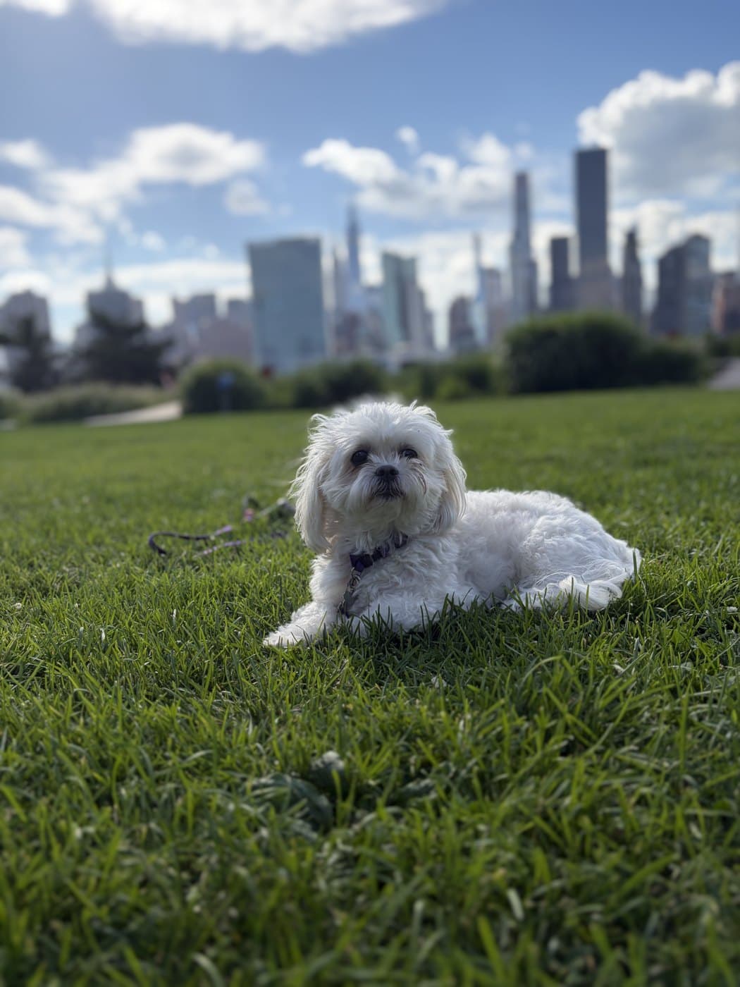 Penny, a dog, sitting on grass with the Manhattan skyline behind her