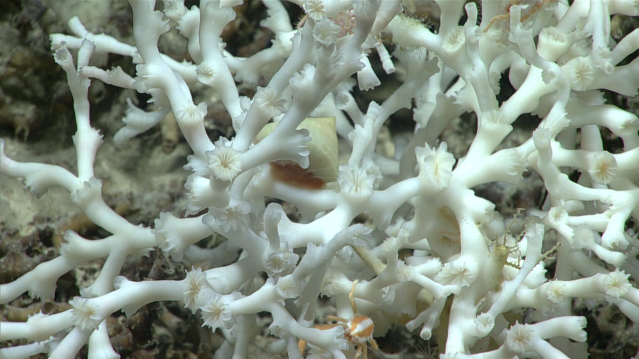A white deep-sea coral garden on the seafloor