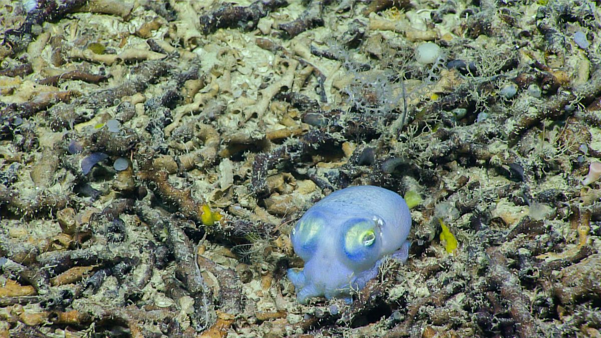A tiny translucent creature on the deep seafloor