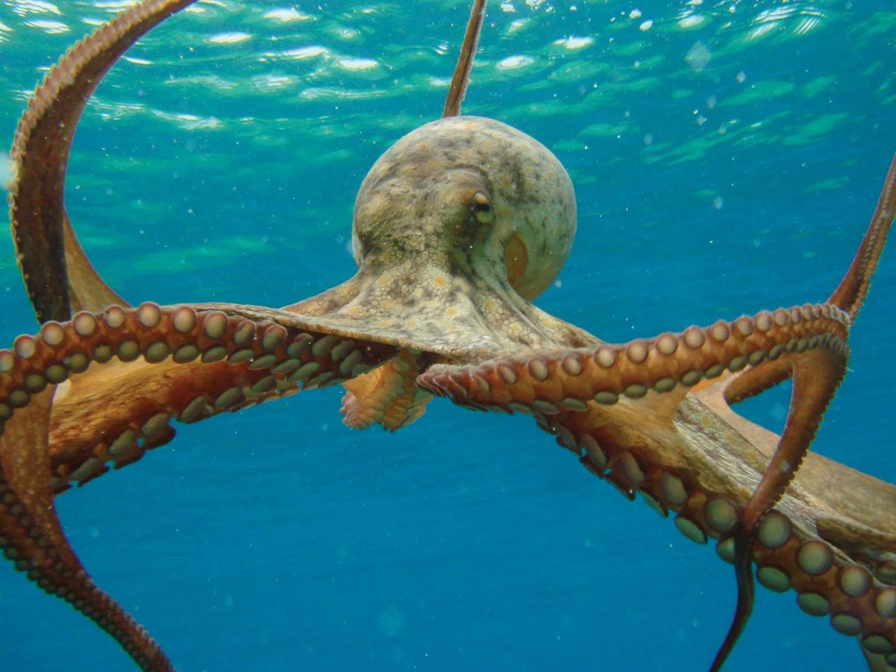 An octopus swimming in open water