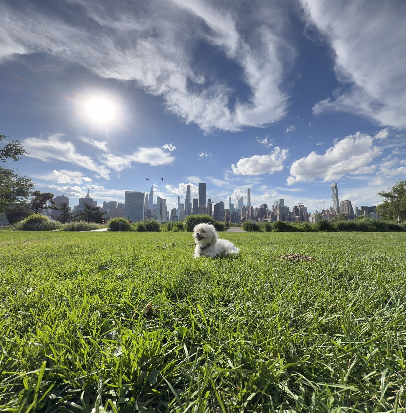 Penny in a field, NYC skyline and sun behind her