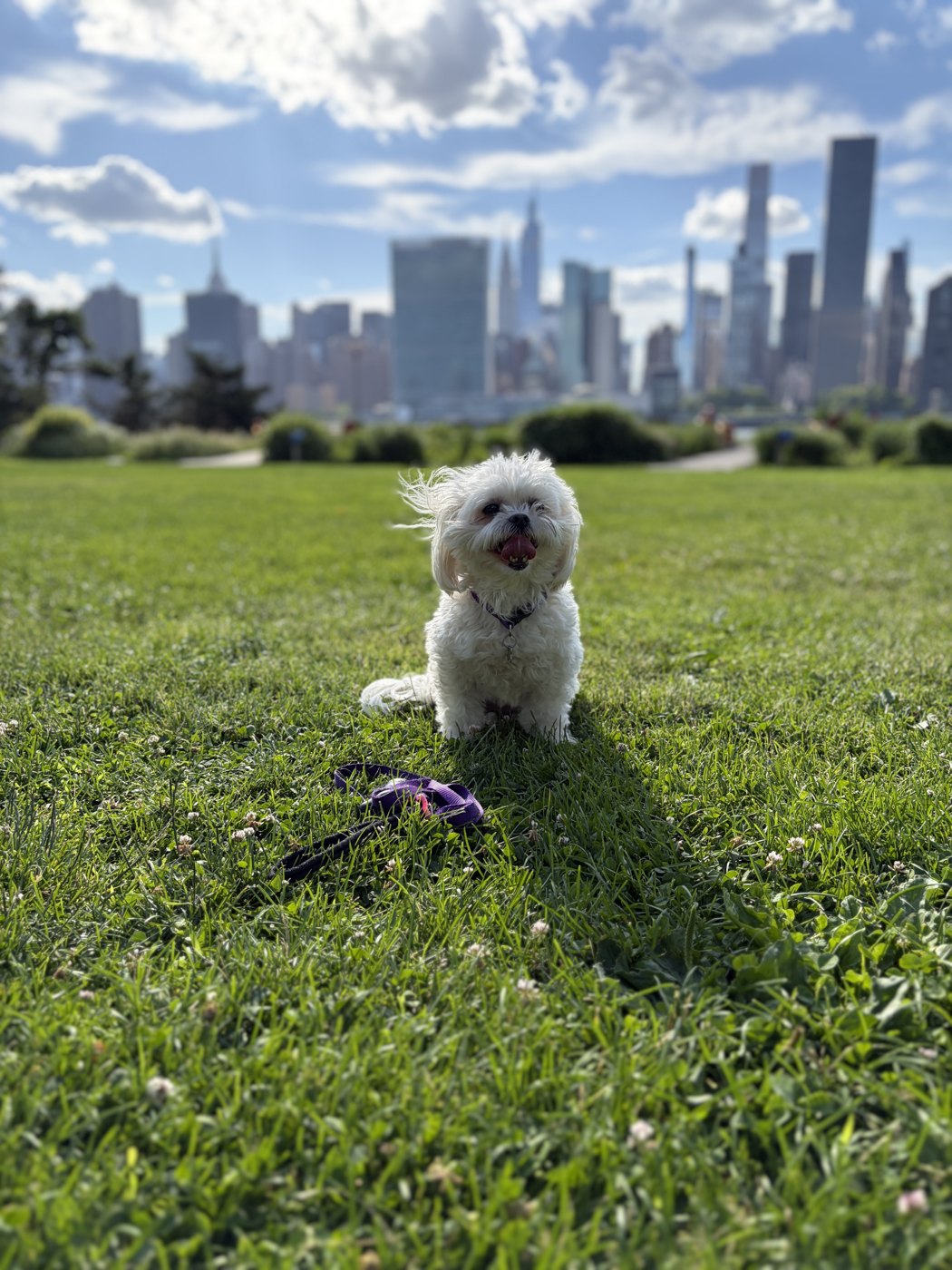 Penny sitting happily in the grass, NYC skyline behind