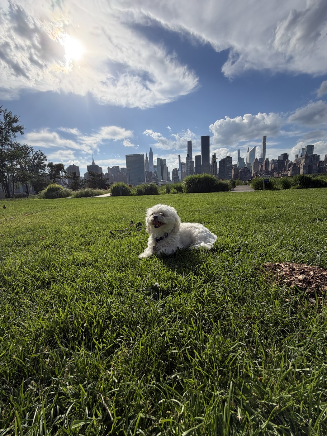 Penny lying in the grass at golden hour, NYC skyline behind