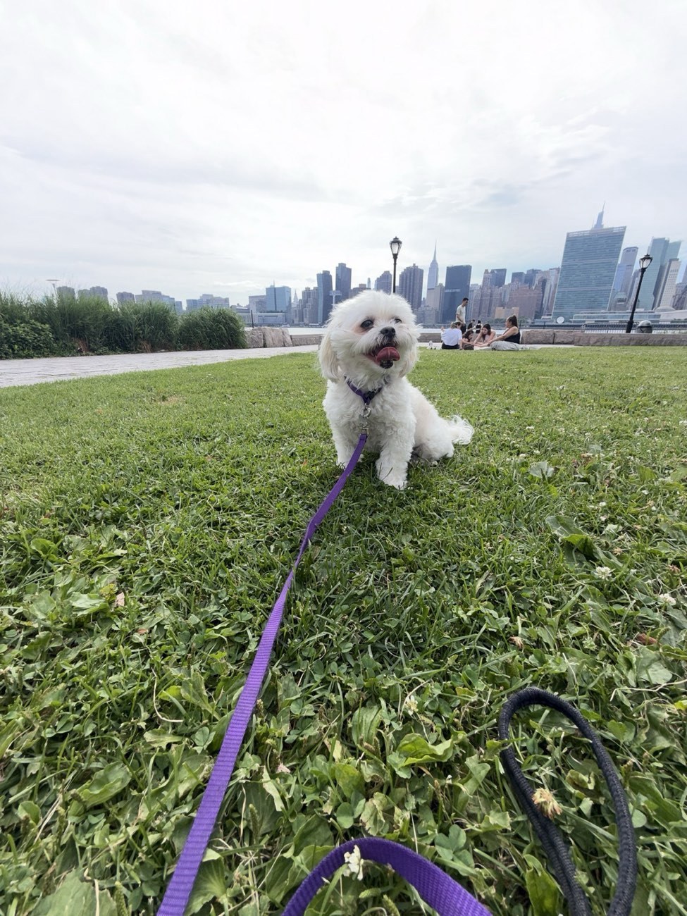 Penny sitting on the grass, NYC skyline behind