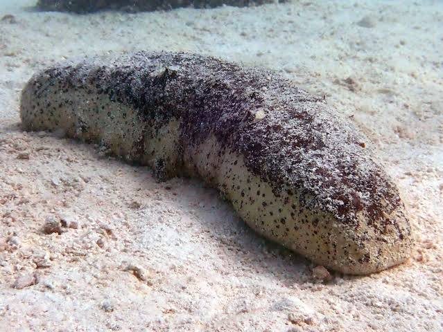 A sea cucumber resting on the sandy seafloor