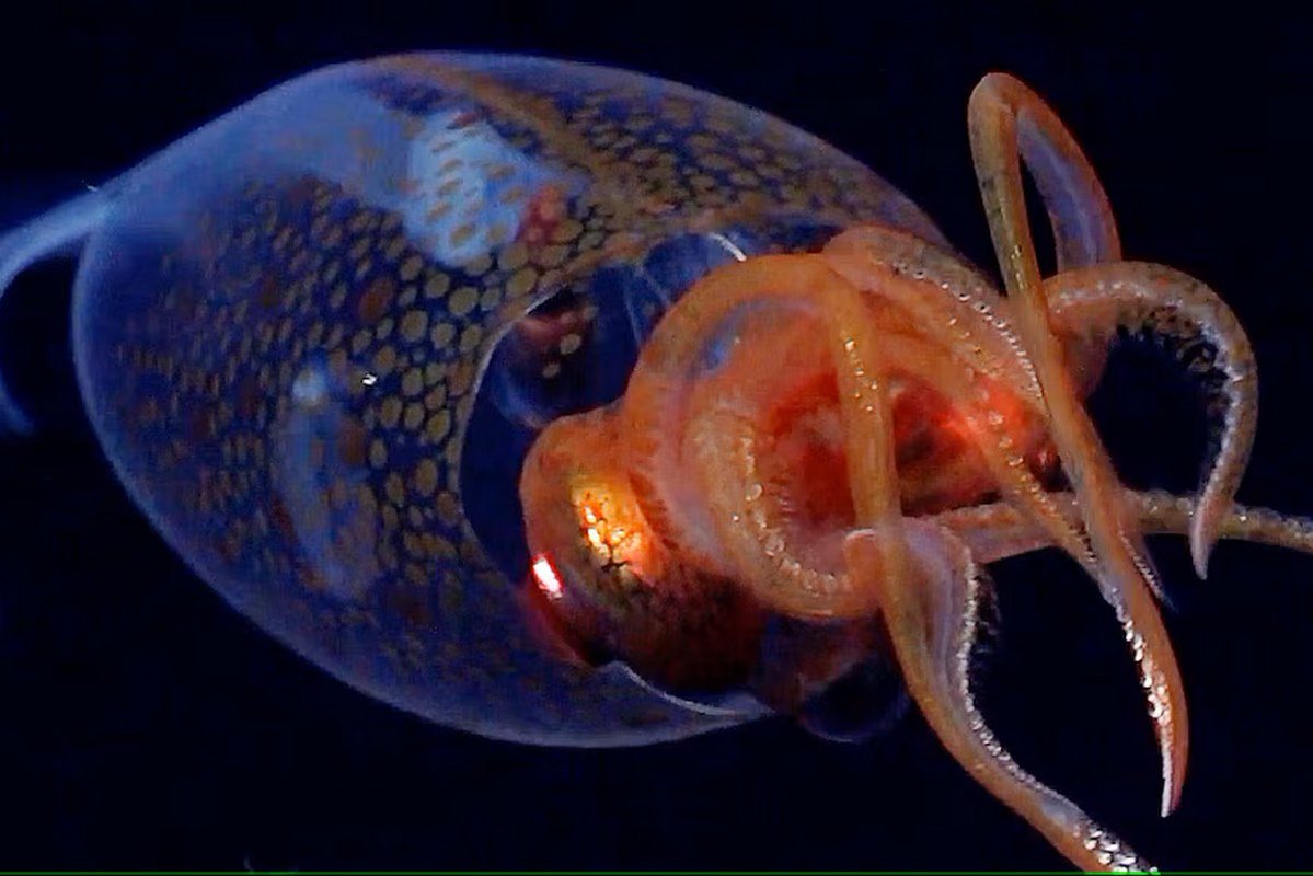 A colossal squid photographed in the deep sea