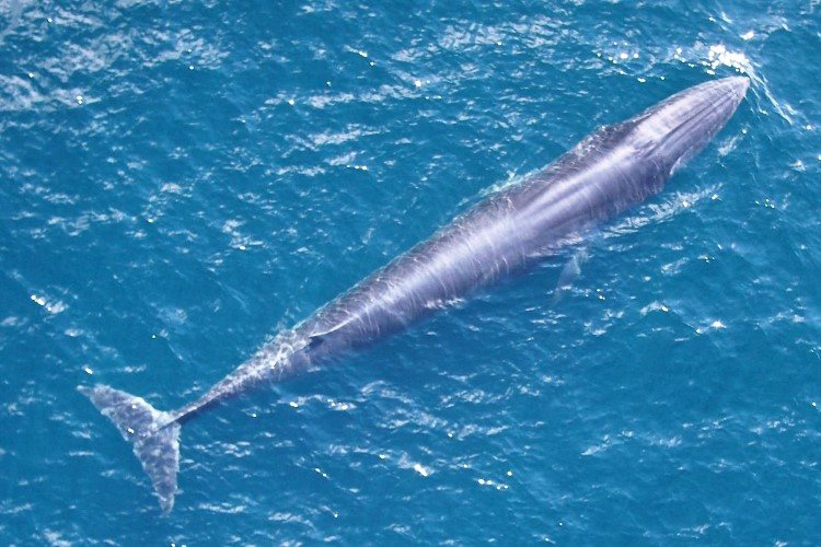 A great whale at the ocean surface
